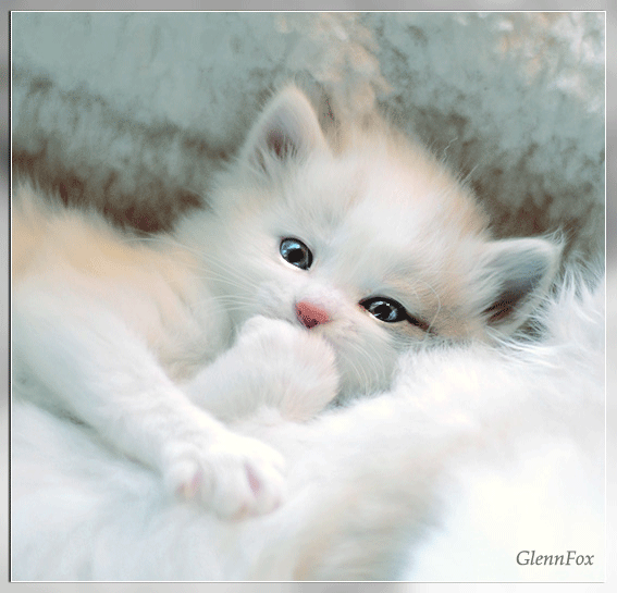 chaton