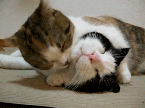 6111e48a.gif