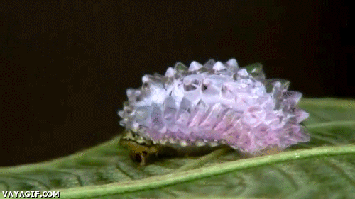 crystal-caterpillar-gif-544982.gif