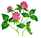 fleurs-autre016.gif