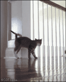 gif-cat-attack-move-460519.gif