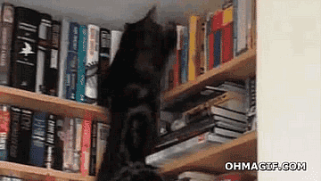 gif-cat-books-bookshelf-410038.gif