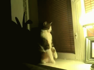 gif-cat-stand-up-545212.gif