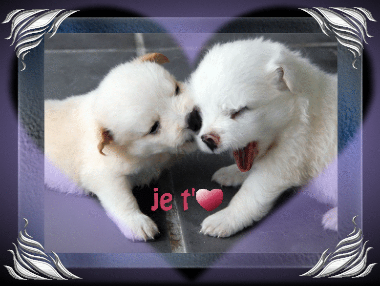 gifs animes chien