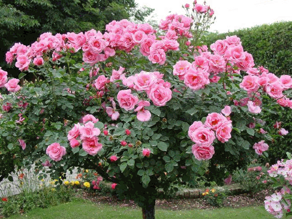 Resultado de imagem para gif animada de pés rosa